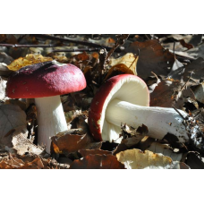 Мицелий Сыроежки буреющей / Сыроежка ароматная (Russula xerampelina)